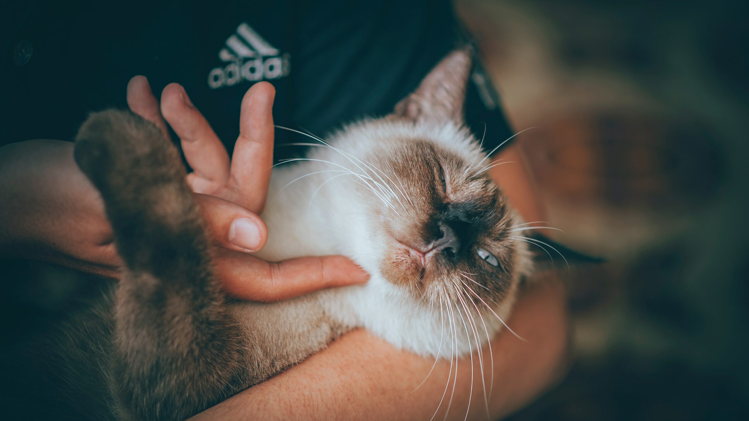 10 Ways to Keep Your Cat Healthy