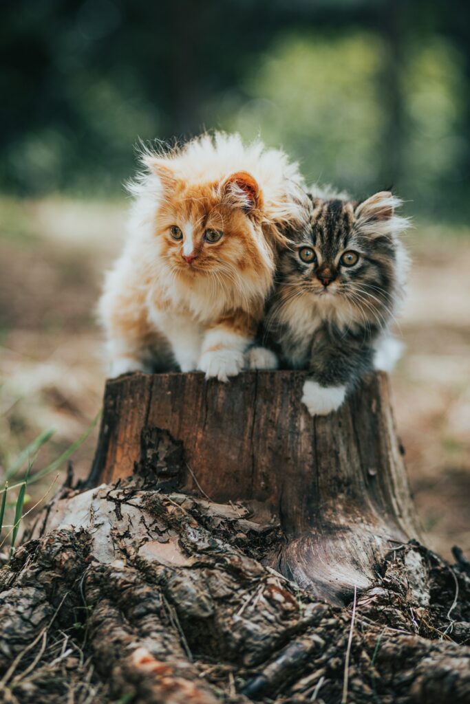 The smallest cat breeds