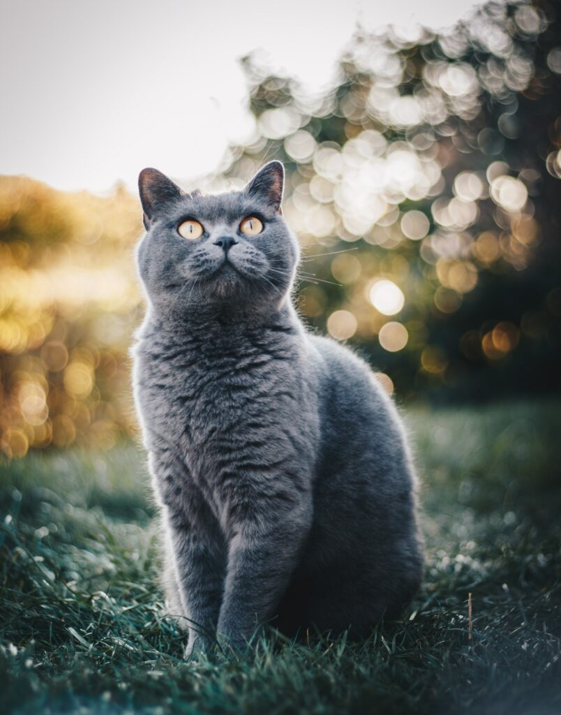 Most Popular Cat Breeds In the U.S