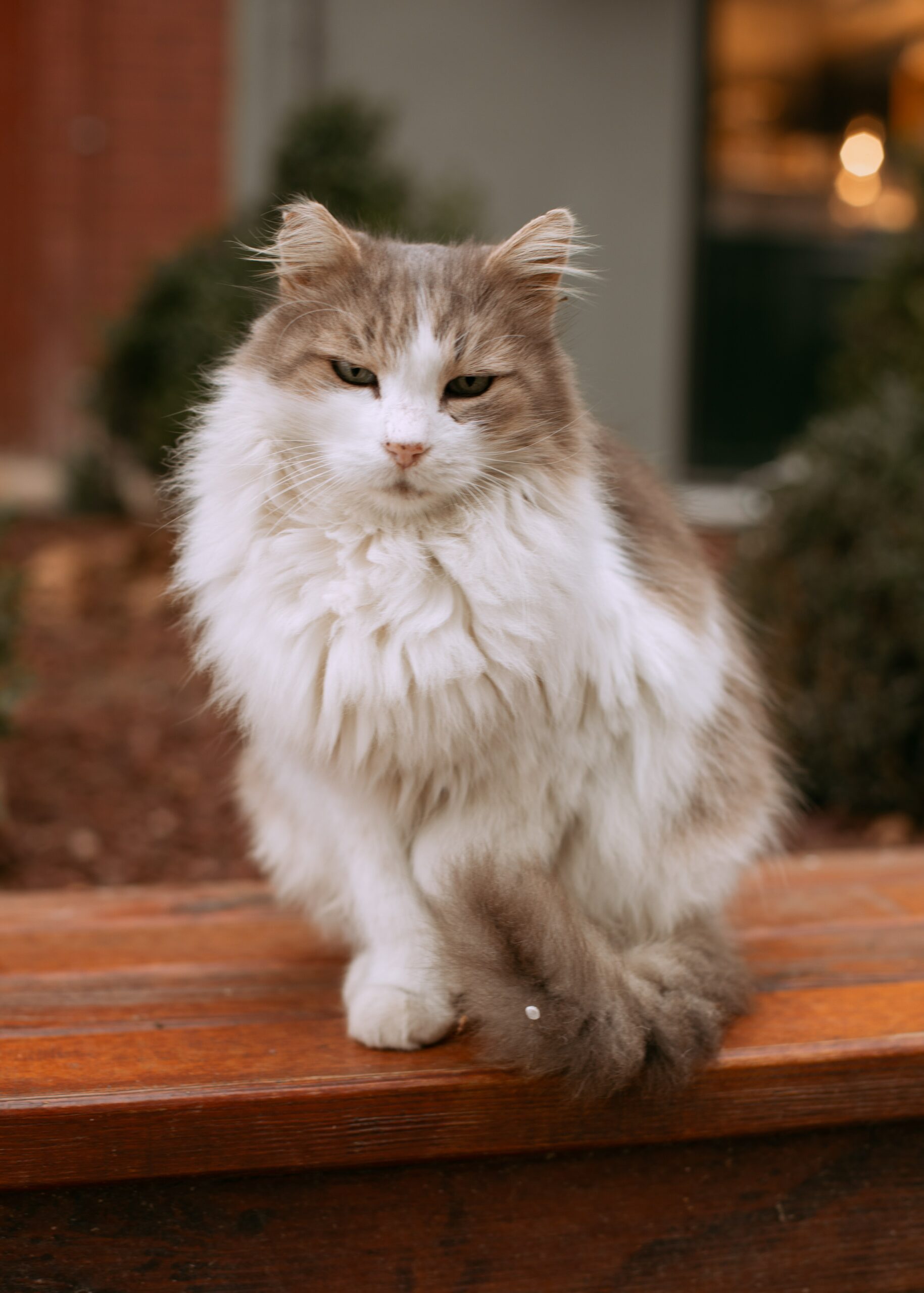  Managing cats with diabetes