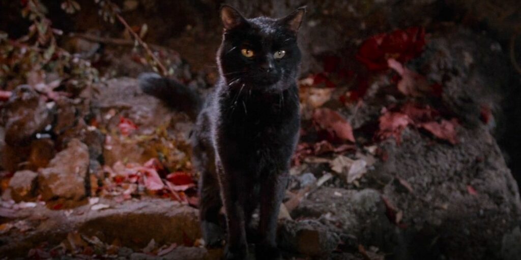 The cat's name in the hocus pocus