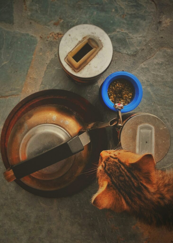 Wet cat food vs dry cat food