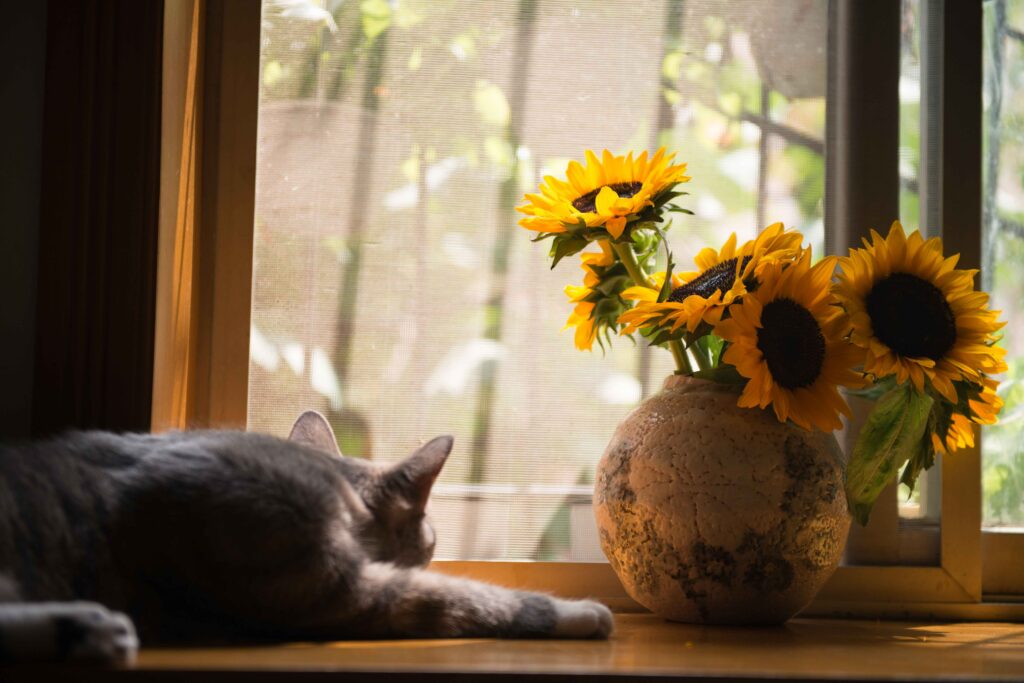 Sunflower is poisonous to cats