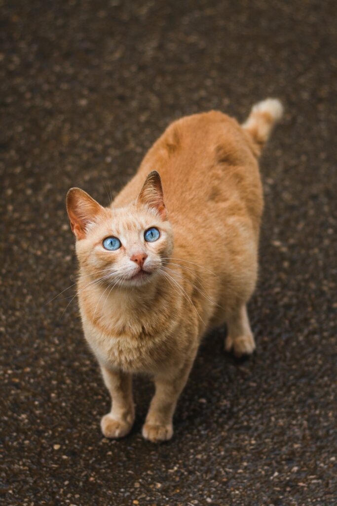 SIGNS A CAT IS PREGNANT