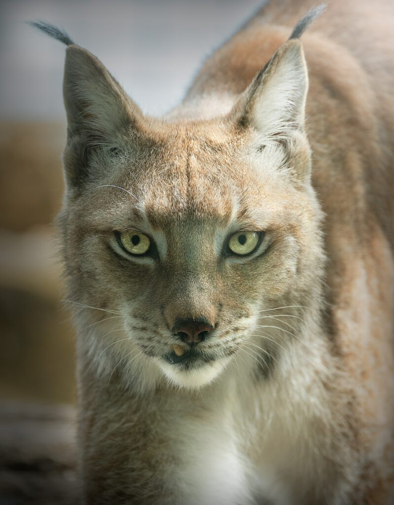 Amazing Facts about the Bobcat
