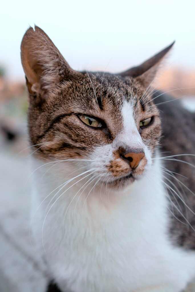 SIGNS A CAT IS PREGNANT