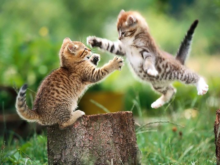 why do cats slap each other