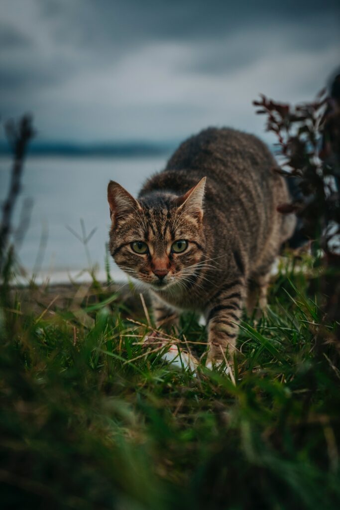 types of worms in cat poop