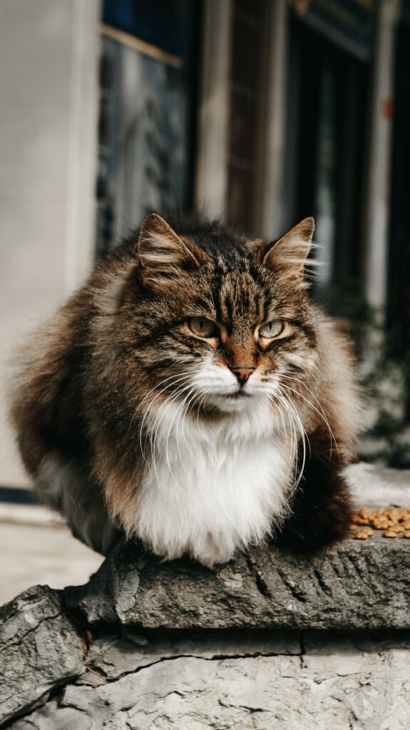 Do Siberian Cat Shed