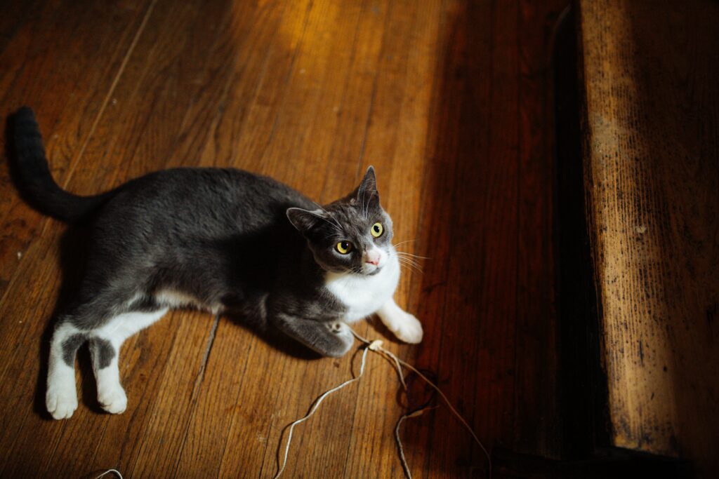 Can cats eat tomato soup?