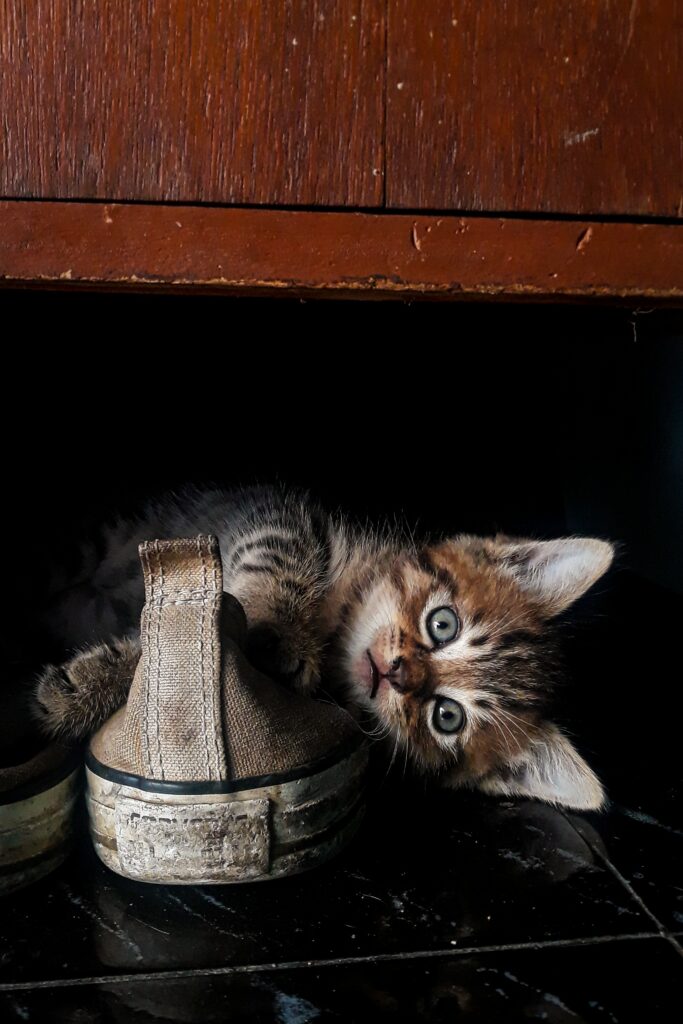 Cat Peeing On My Shoes