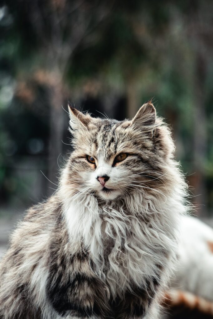 do siberian cats shed