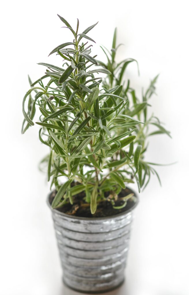 is rosemary extract safe for cats
