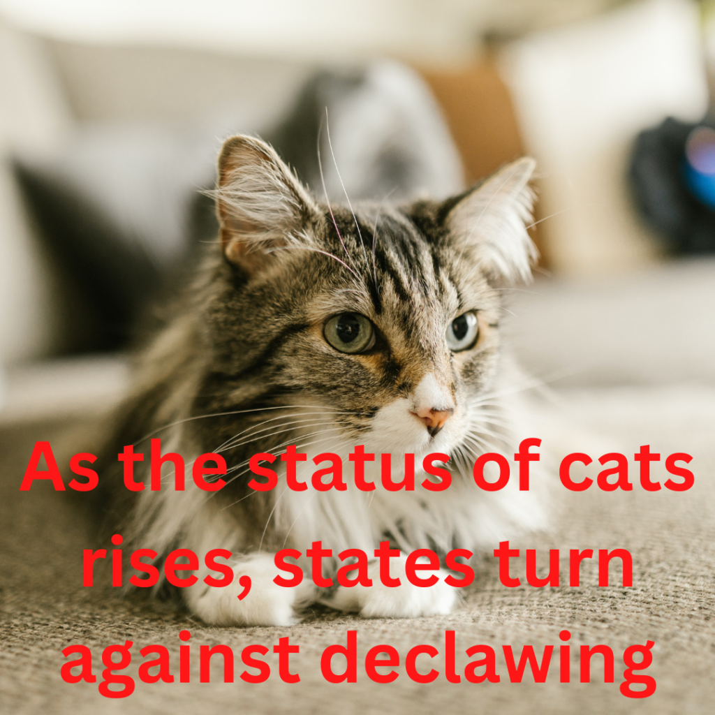 Declawing Cats Illegal