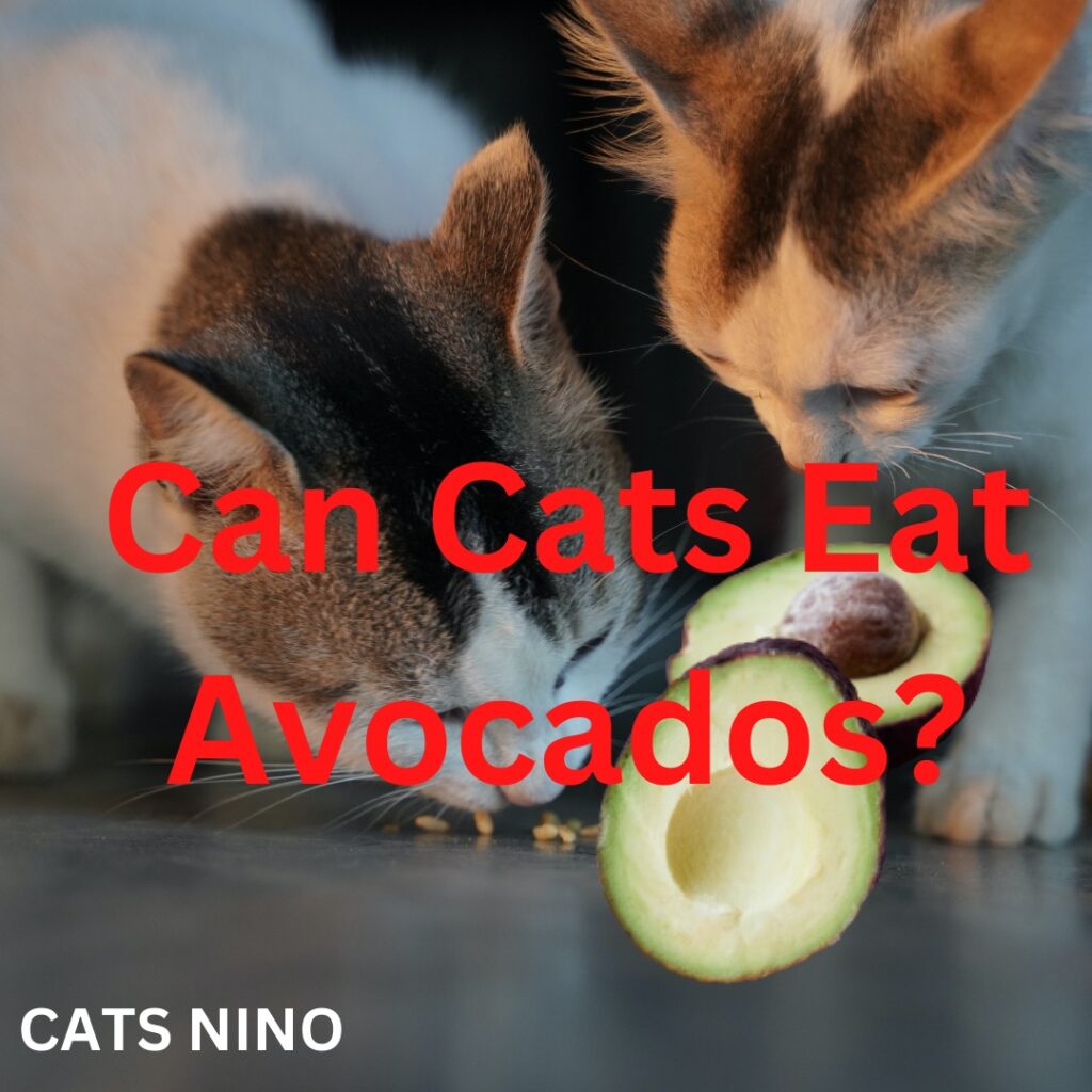 Can Cats Eat Avocados