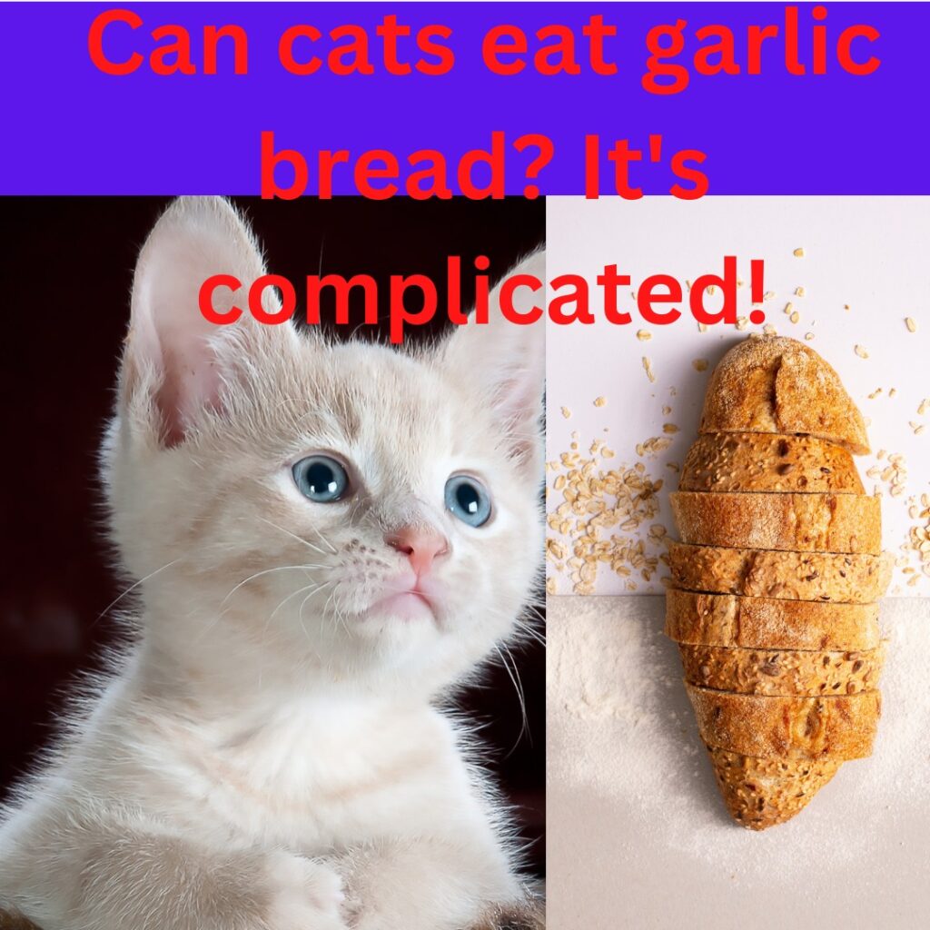 Can cats eat garlic bread