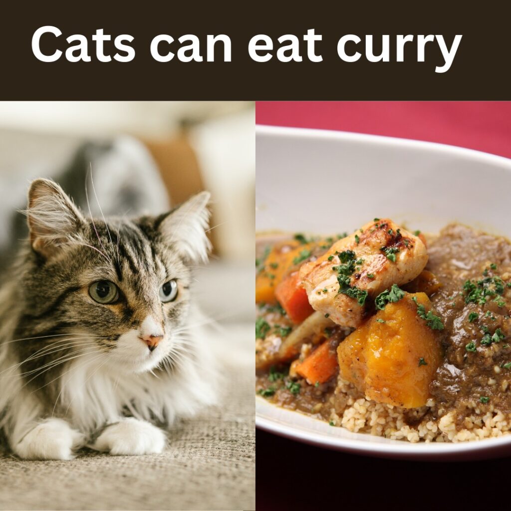 Can Cats Eat Curry