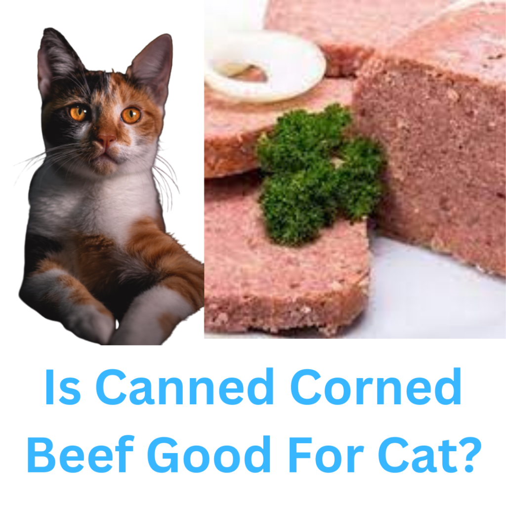 can cats eat corn beef