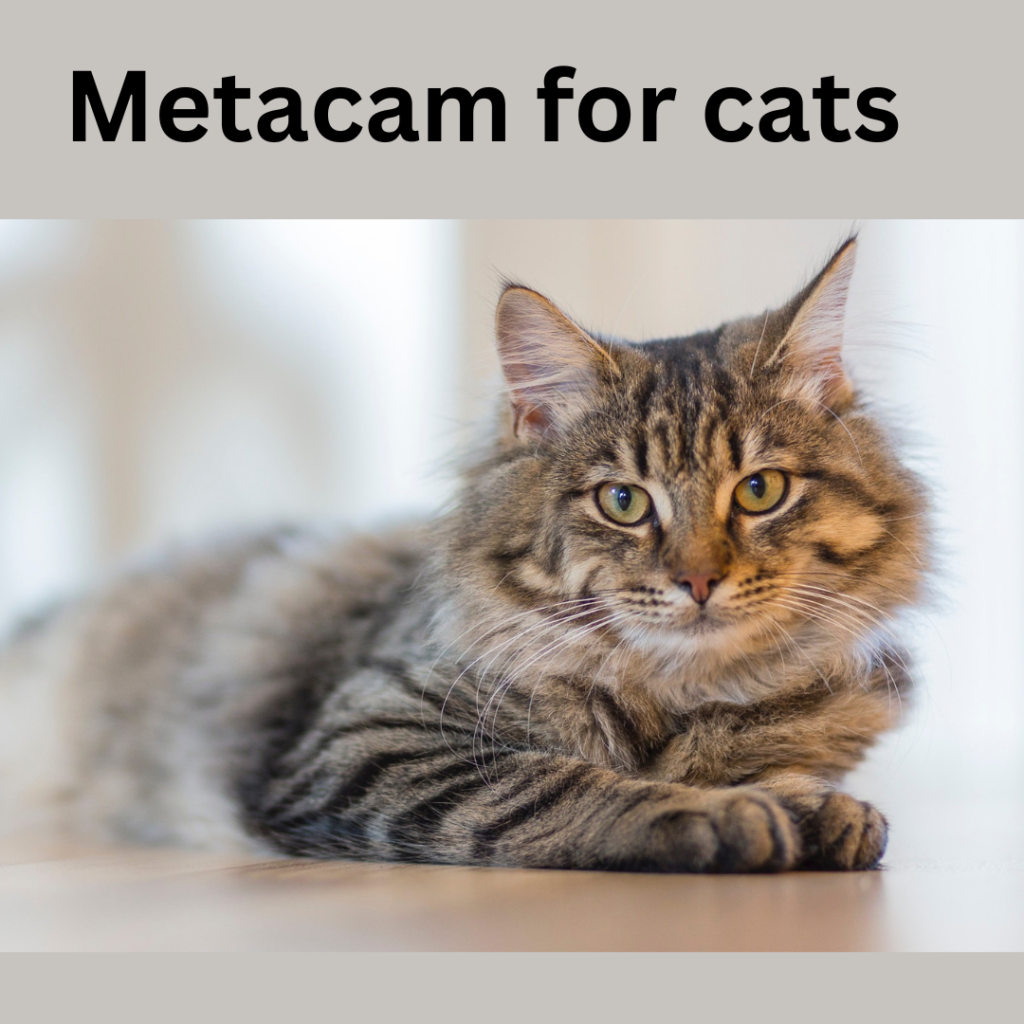 Metacam for cats