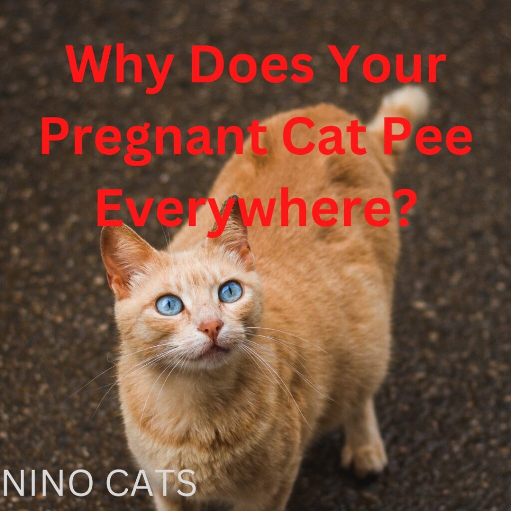 Why Does Your Pregnant Cat Pee Everywhere