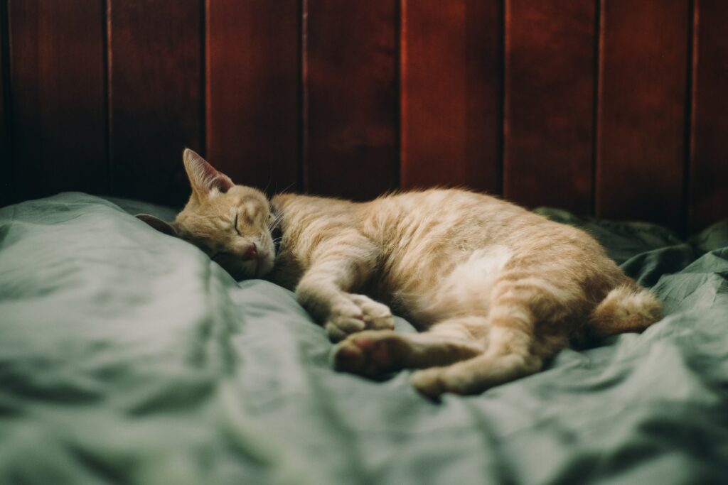 Hyperthyroidism in cats
