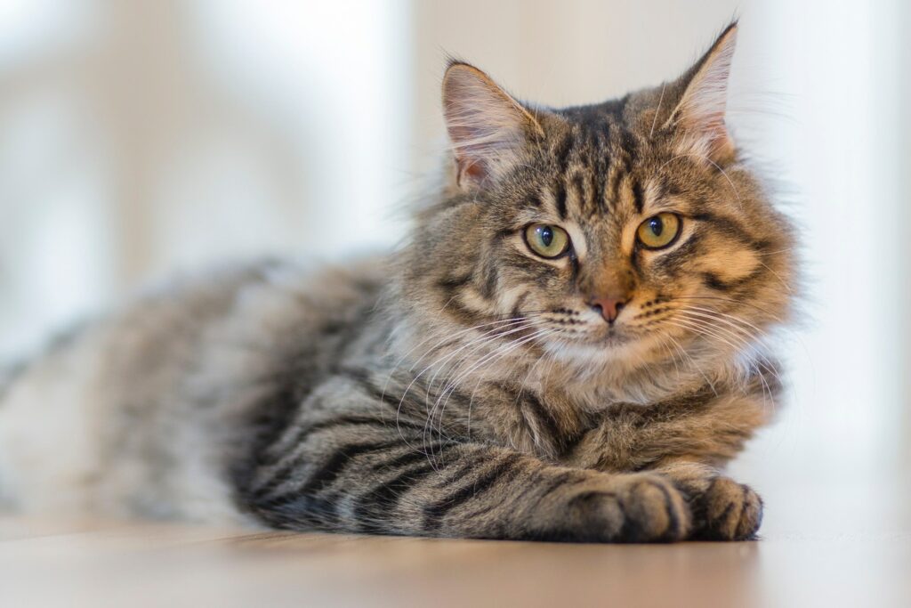 Common cat diseases and health problems