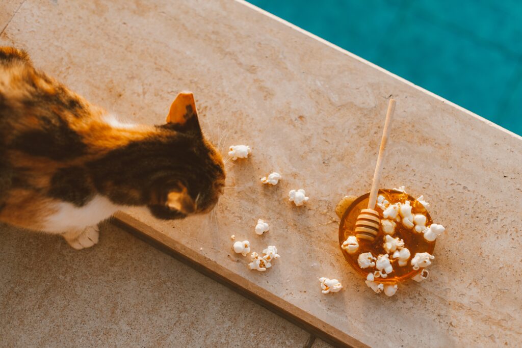 can cats have popcorn