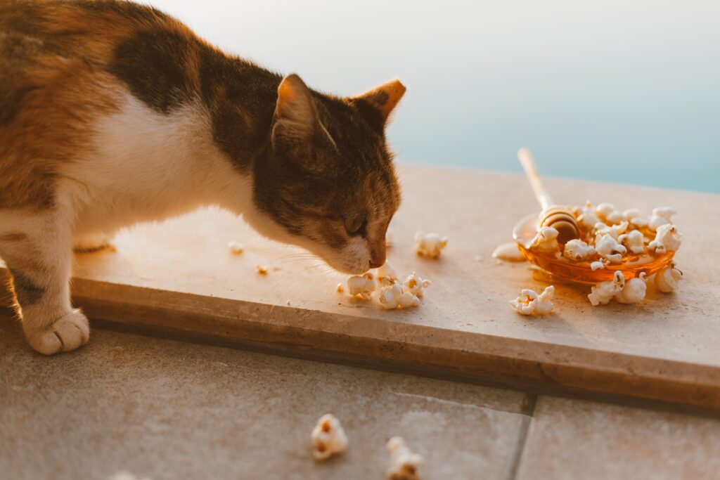 can cats have popcorn