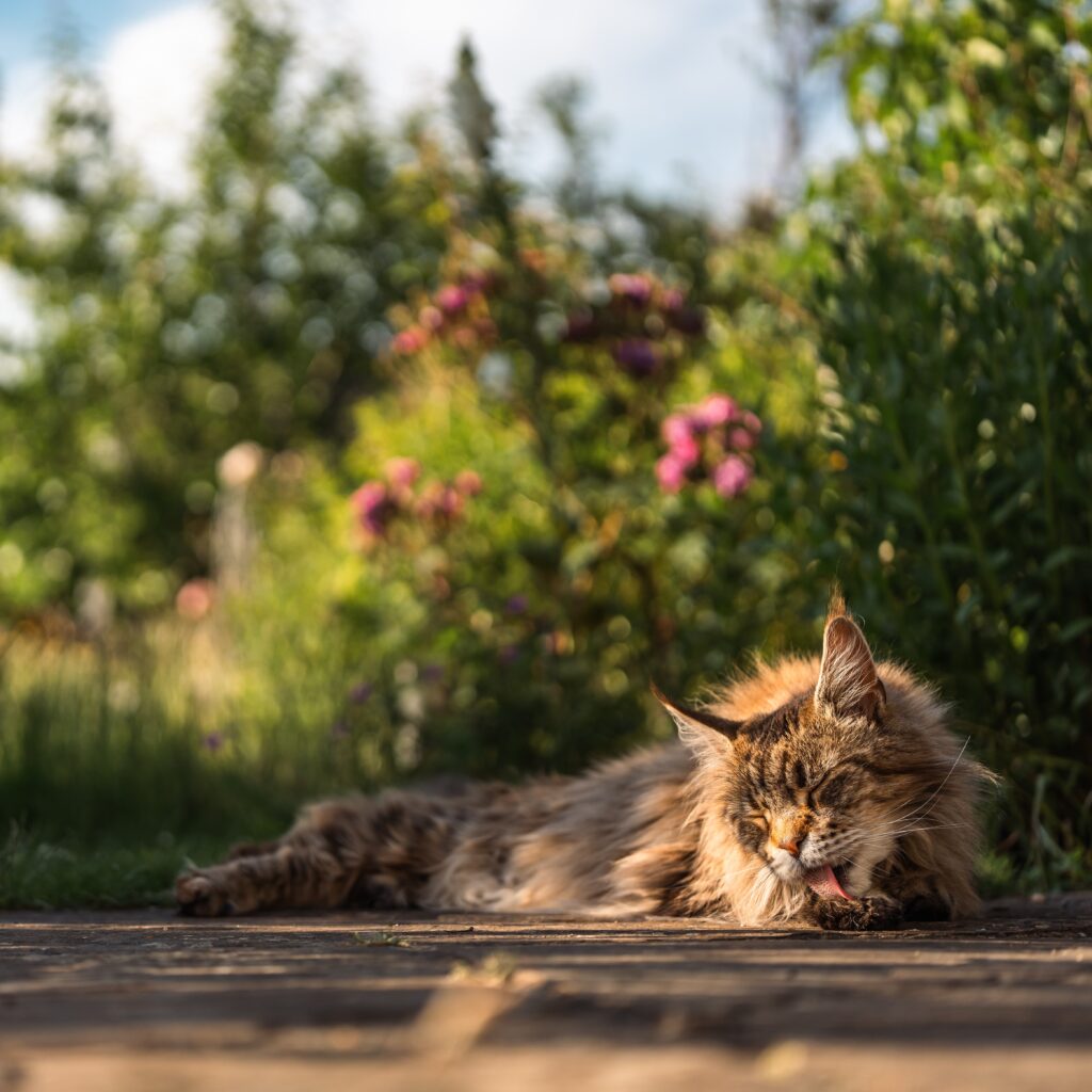 Why Does Your Pregnant Cat Pee Everywhere