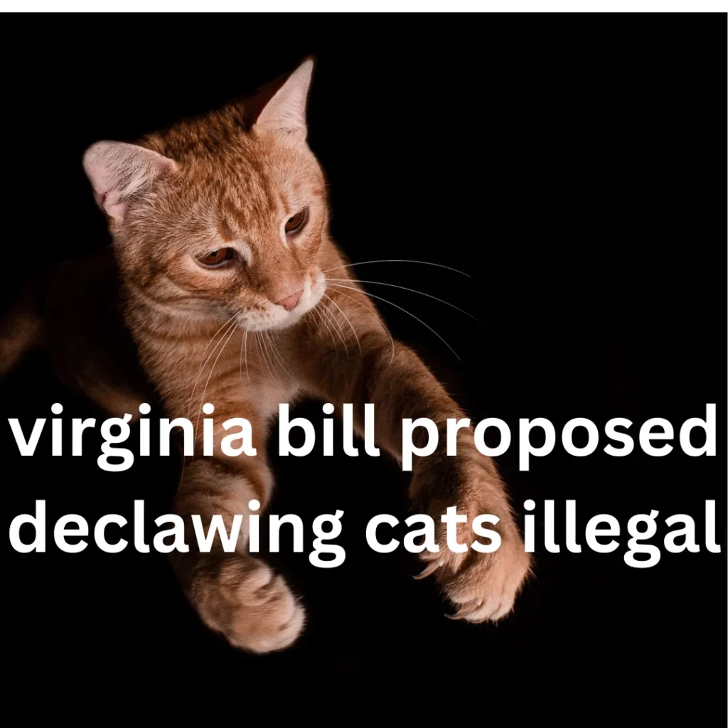 virginia bill proposed declawing cats illegal