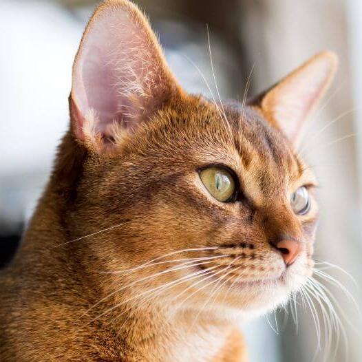 abyssinian cats hypoallergenic