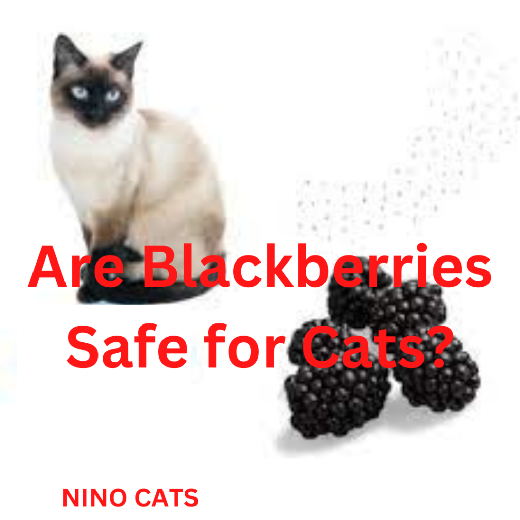 can cats eat blackberries