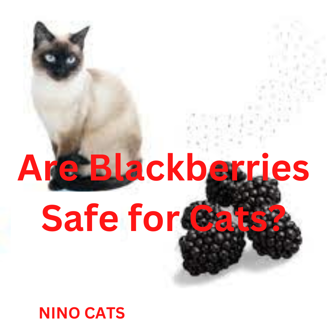 Can Cats Eat Blackberries? What You Need to Know! - cats NINO