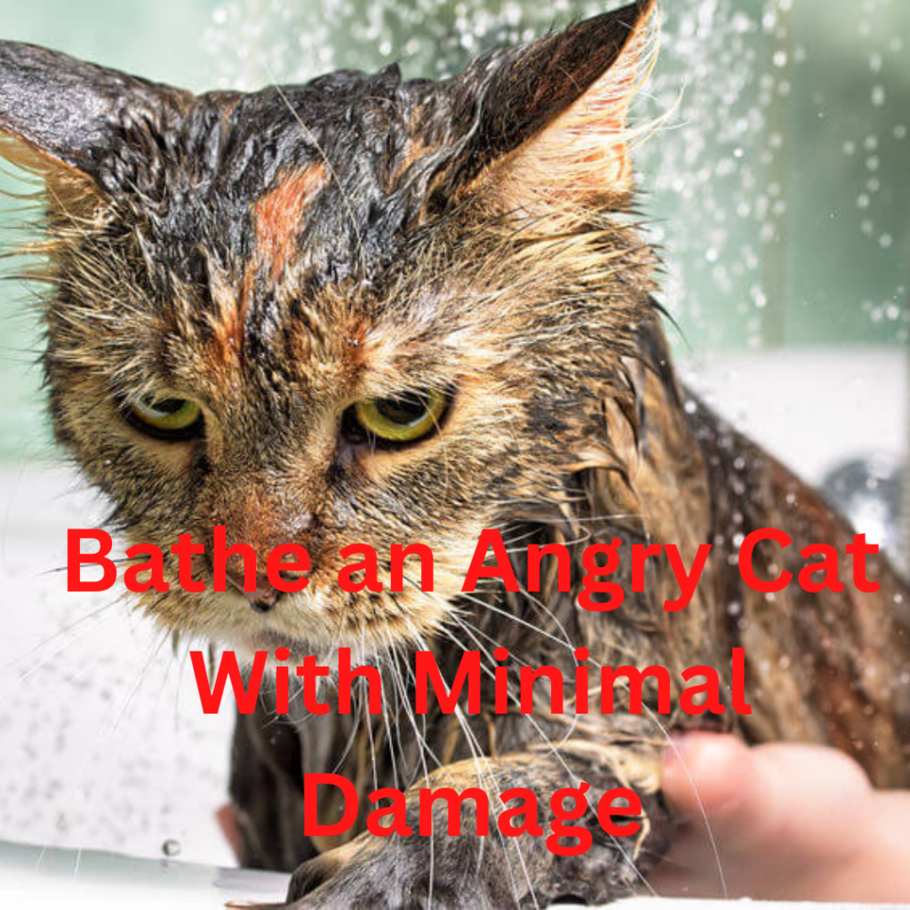 Bathe an Angry Cat With Minimal Damage