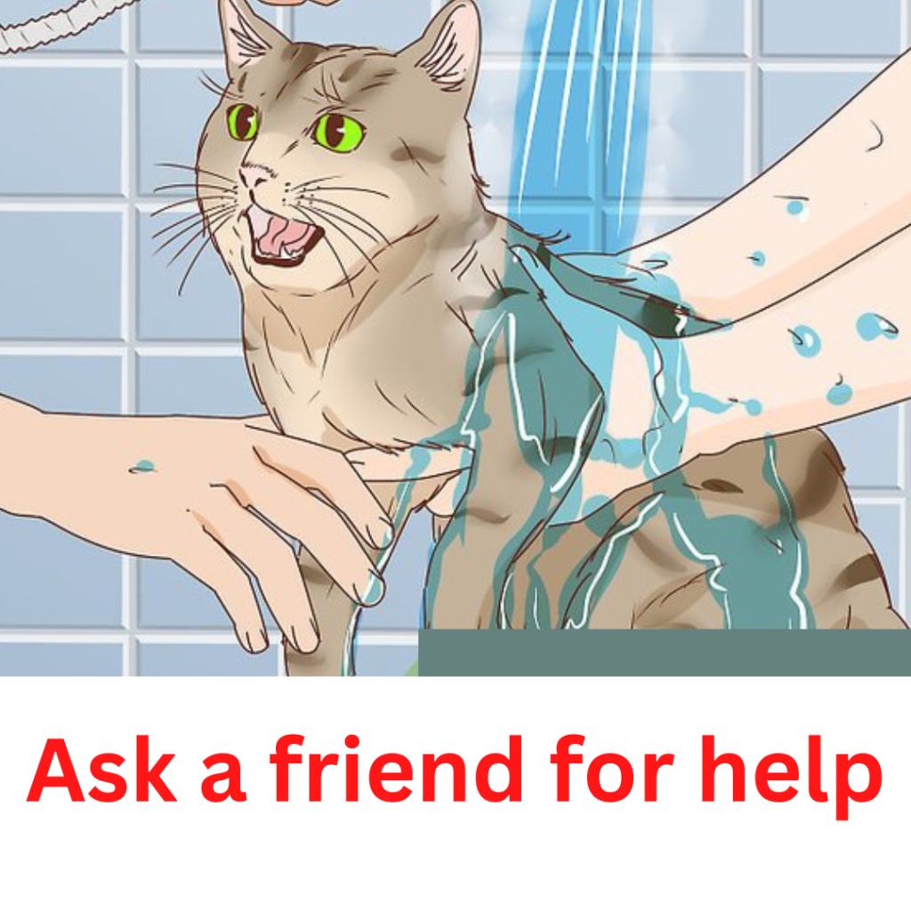 Bathe an Angry Cat With Minimal Damage
