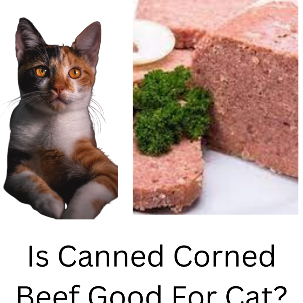 can cats eat corn beef