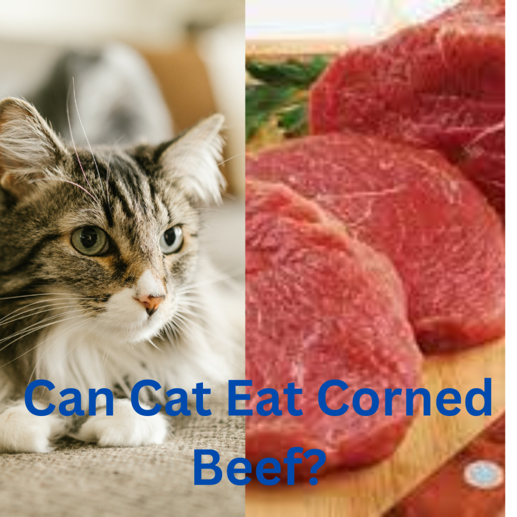 Can Cats Eat Corned Beef?
