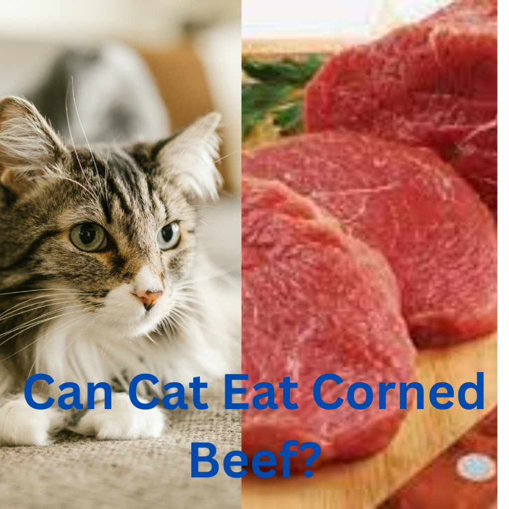 can cats eat corn beef