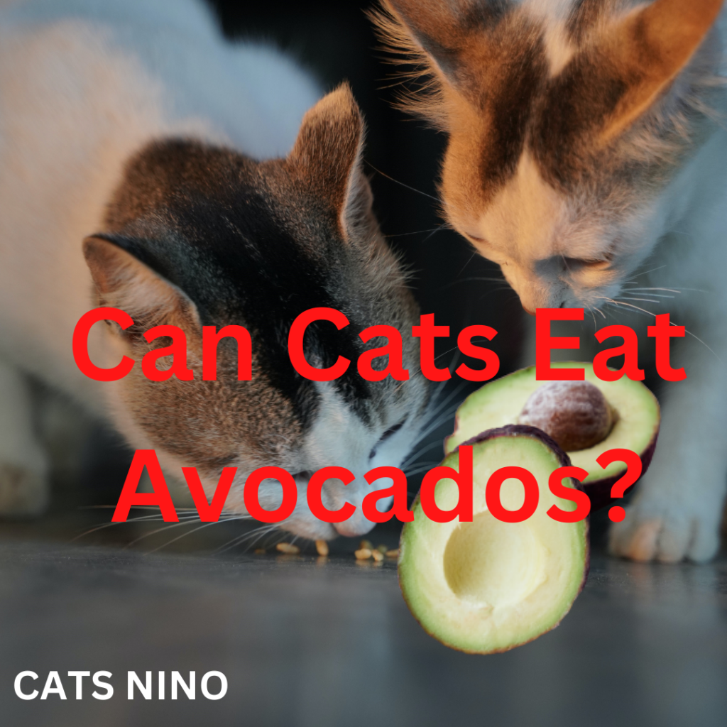 can cats eat avocado