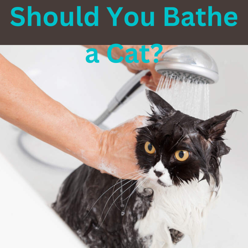 Should You Bathe a Cat?