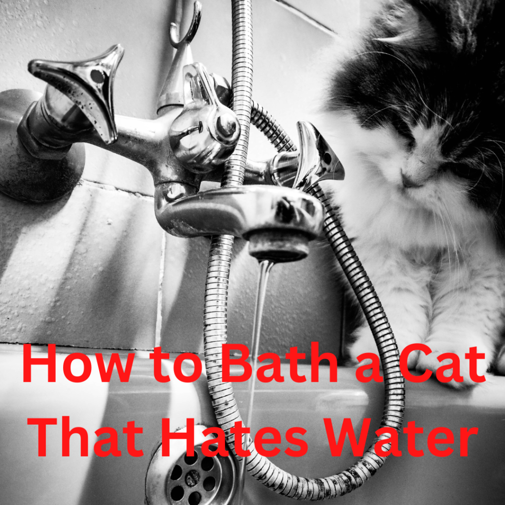 How to Bath a Cat That Hates Water