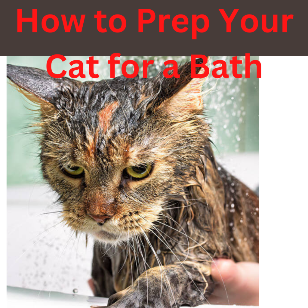 How to Prep Your Cat for a Bath