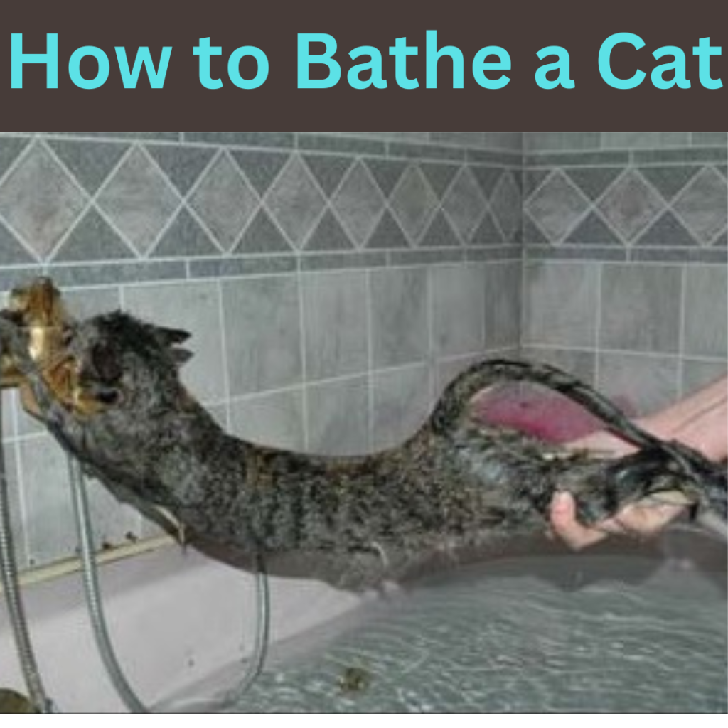 How to Bathe a Cat