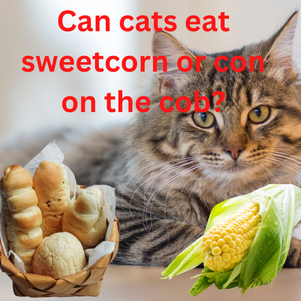 can cats eat corn on the cob