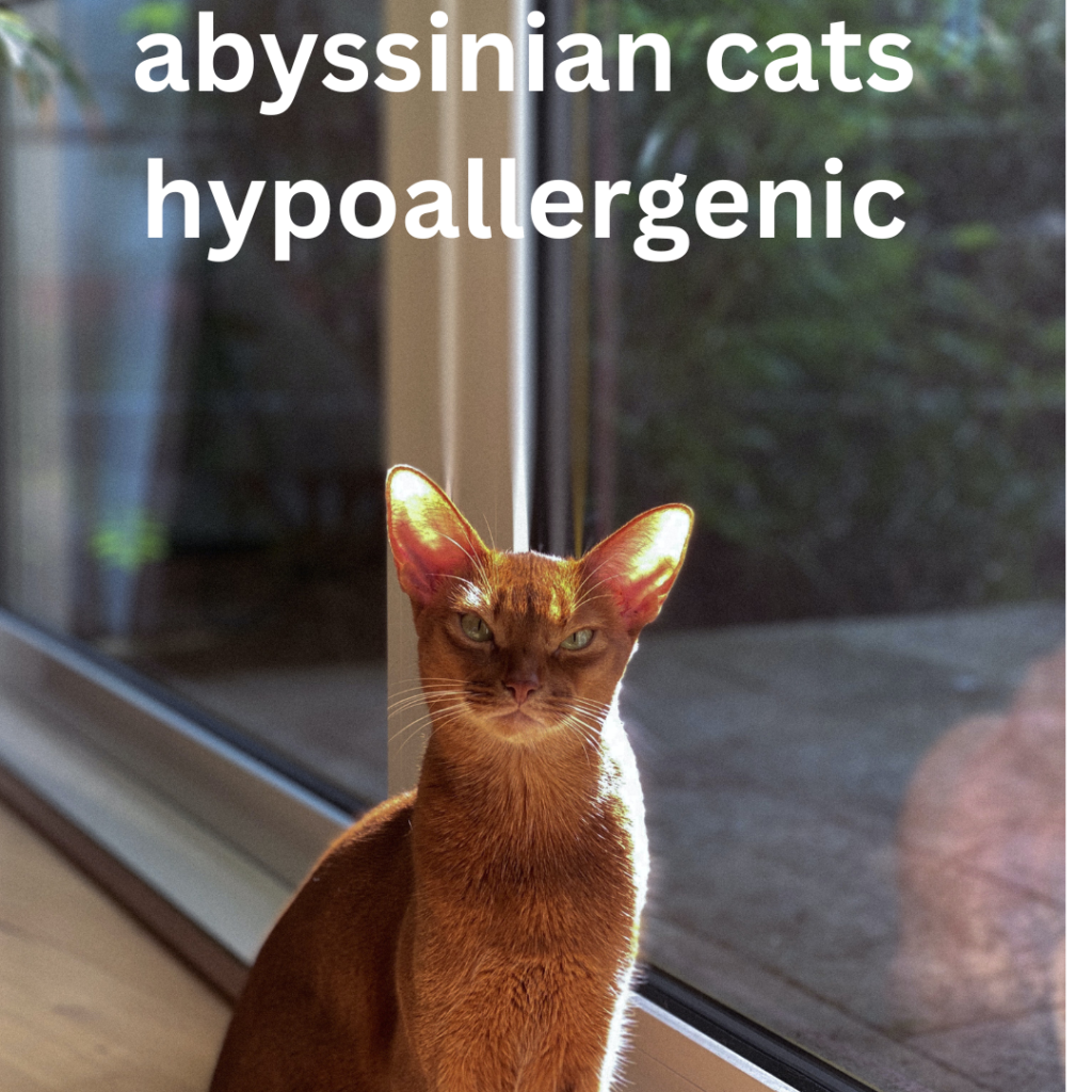 abyssinian cats hypoallergenic