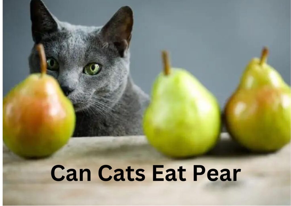Can Cats Eat Korean Pears