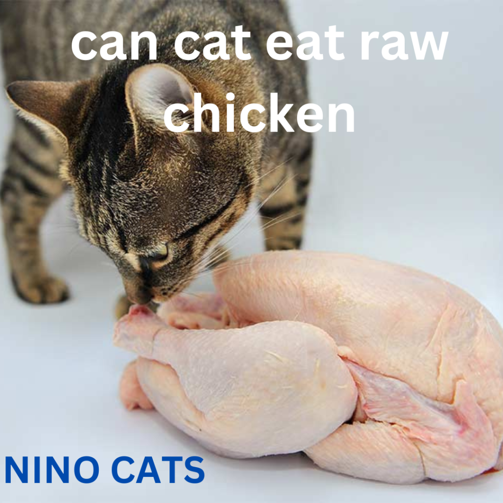 can cat eat raw chicken