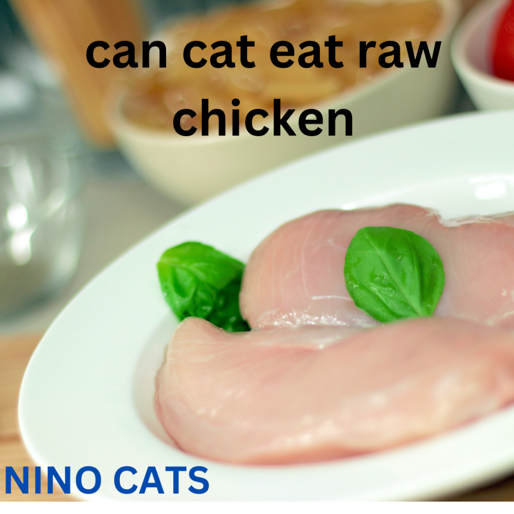 can cat eat raw chicken