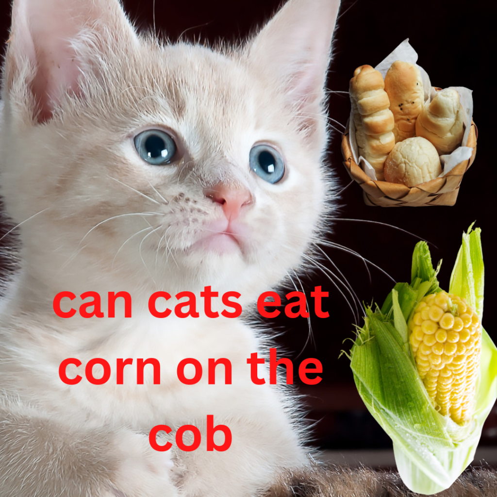 can cats eat corn on the cob