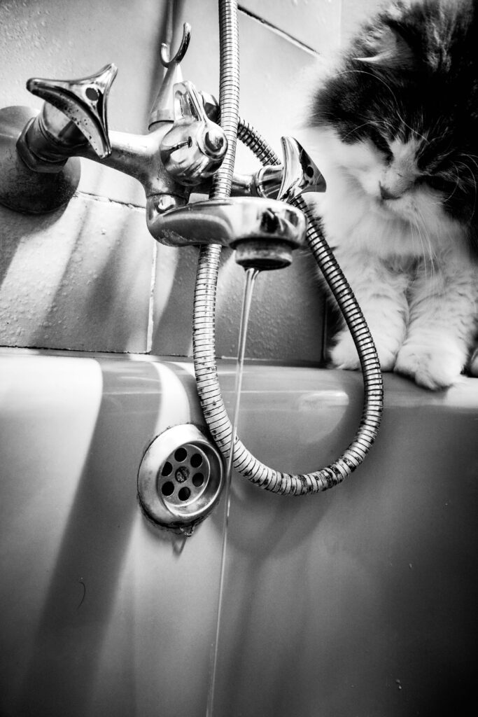 bathe cat how often